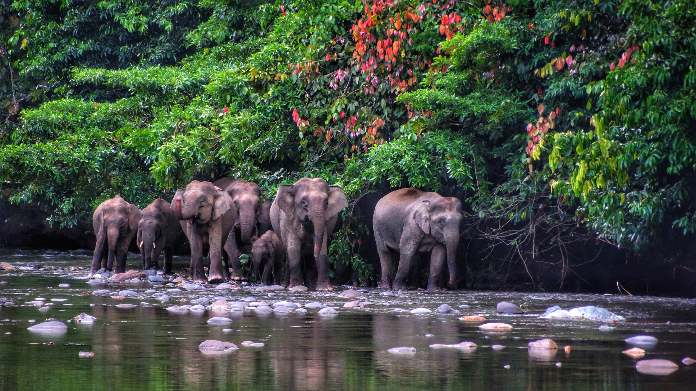 Elephants at Danum Valley