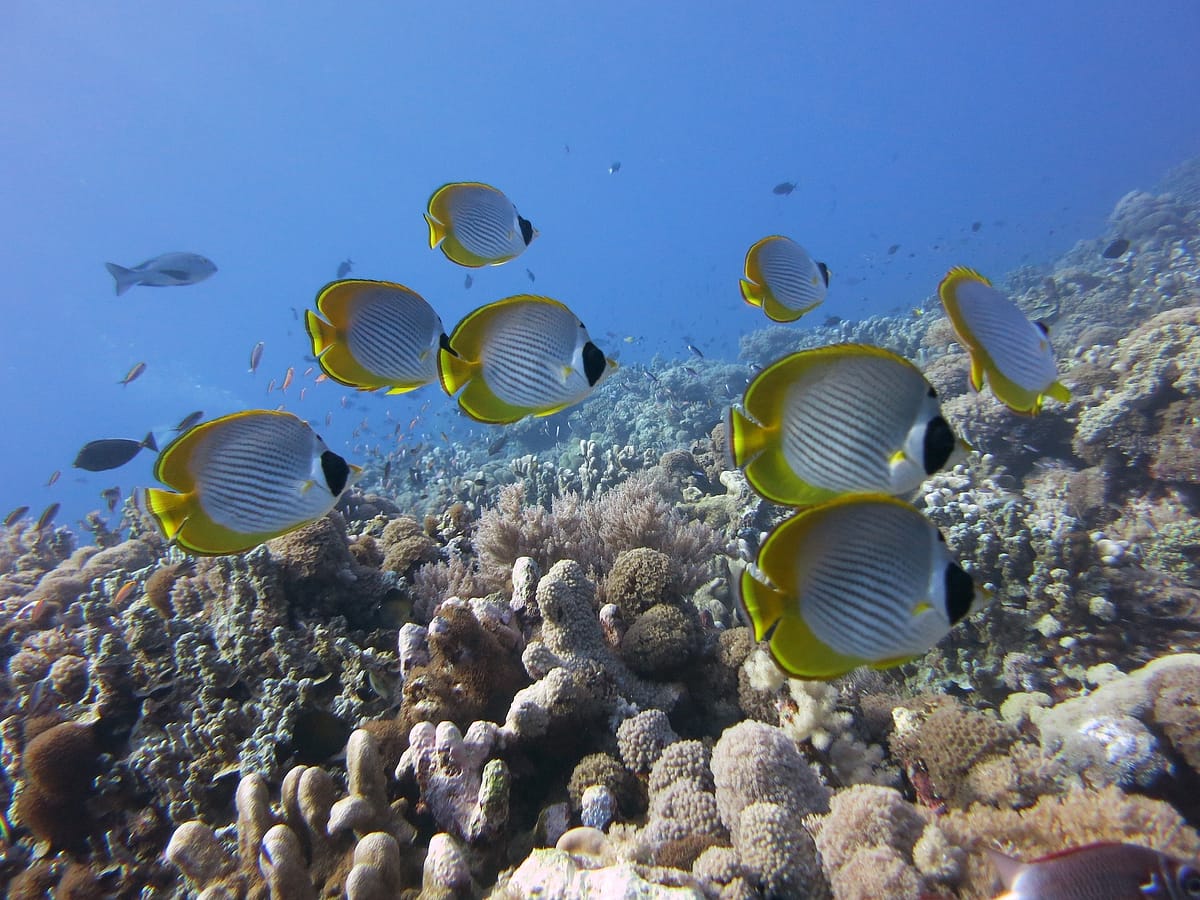 Marine life at Sipadan Island