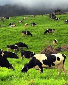 farmland with cows at Kundasang