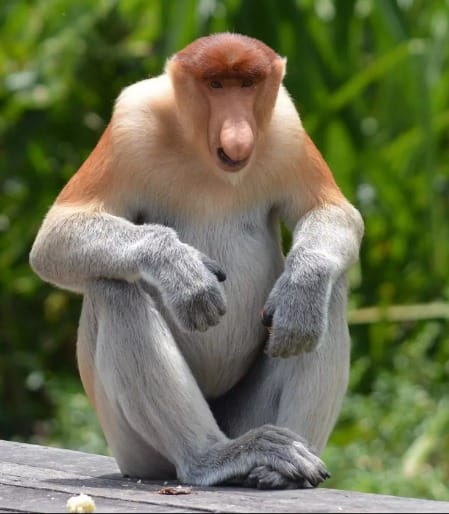 Proboscis monkey at Labuk Bay Proboscis Monkey Sanctuary near Sepilok