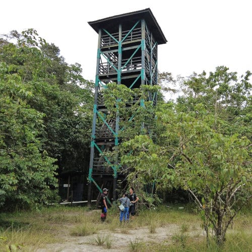 Observation tower in Tabin Wildlife Reserve