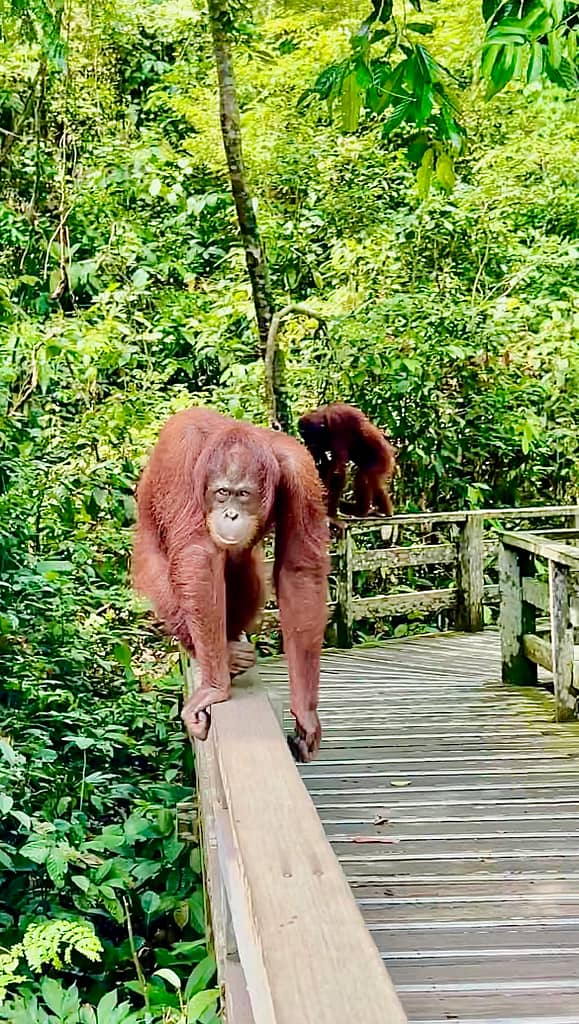 Orang utans in Sepilok Orangutan Rehabilitation Centre in Sepilok