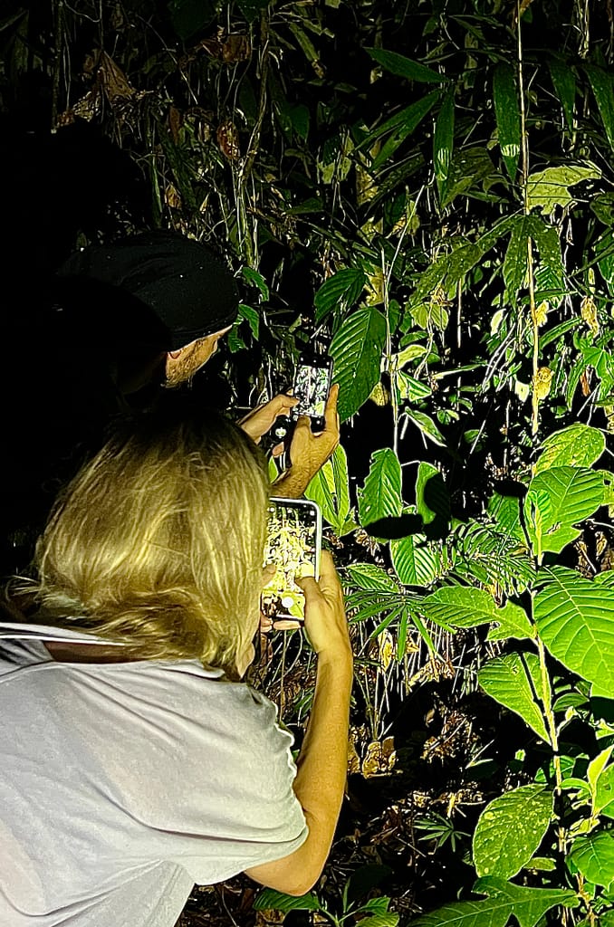 night walk at Rainforest Discovery Center