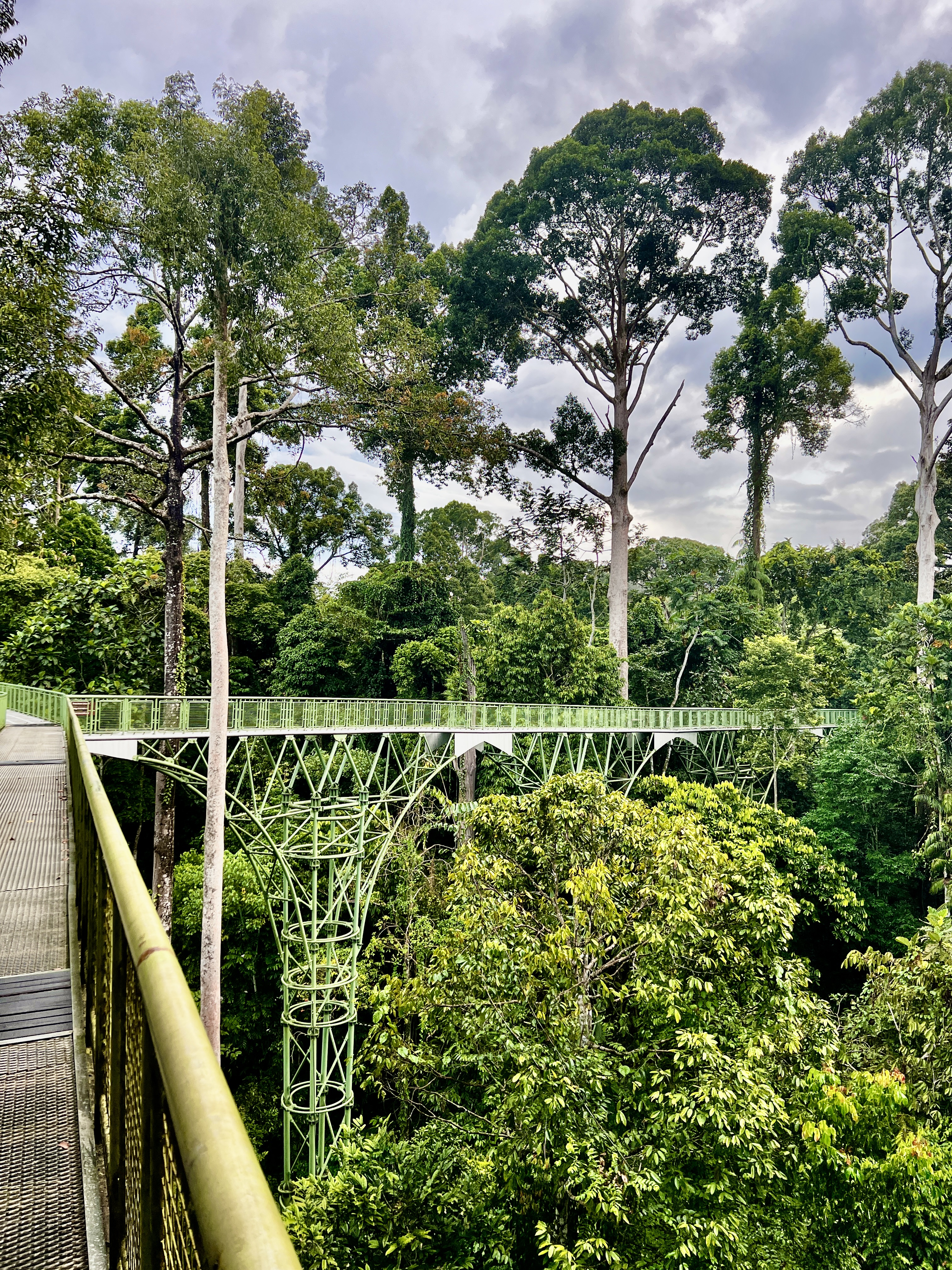Rainforest Discovery Centre in Sepilok