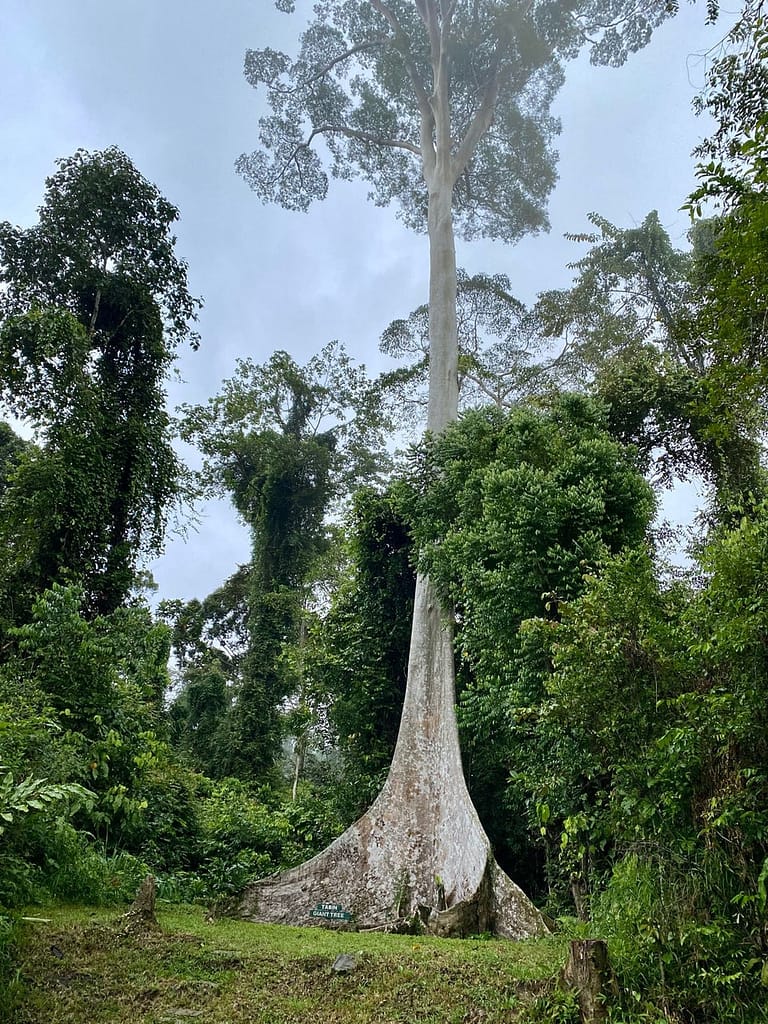 Tabin Giant Tree at Tabin Wildlife Reserve