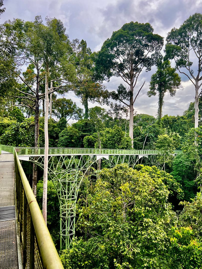 Rainforest Discovery Centre in Sepilok