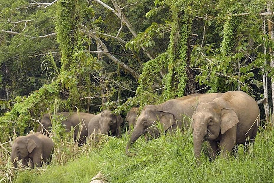 Elephants at Tabin Wildlife Reserve