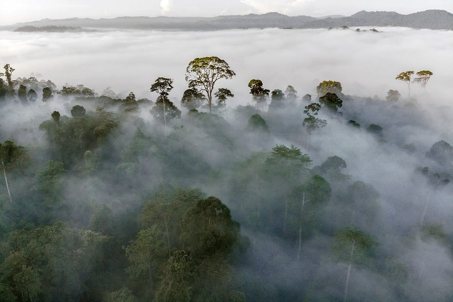 View over Danum Valley