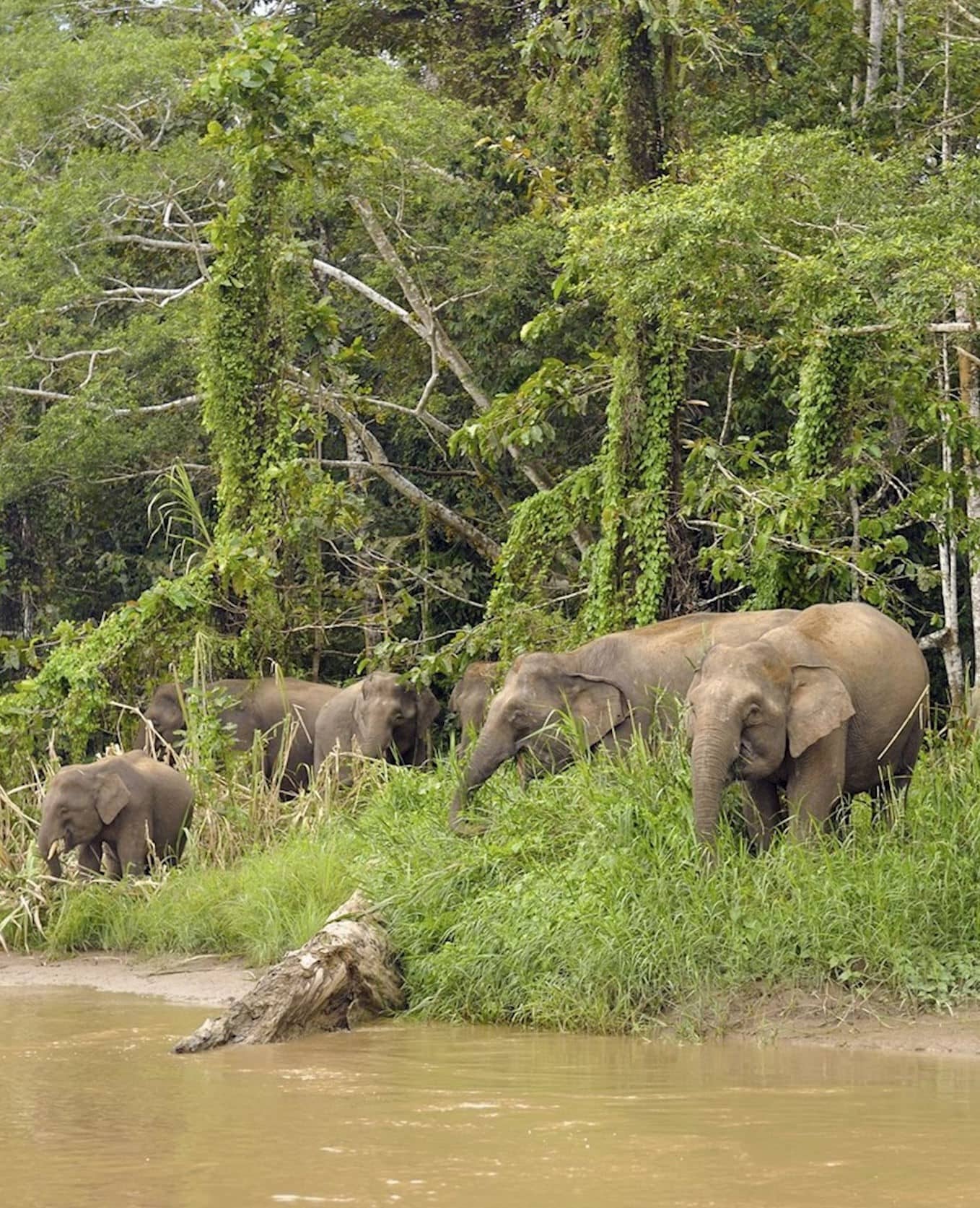 Elephants at Tabin Wildlife Reserve